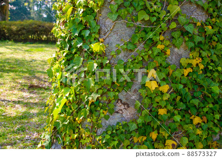 常春藤纏繞的樹木 綠黃相間 春夏 常春藤纏繞的樹木 綠黃相間 春夏 88573327