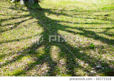 一棵樹的影子映在公園的草坪上 88573328