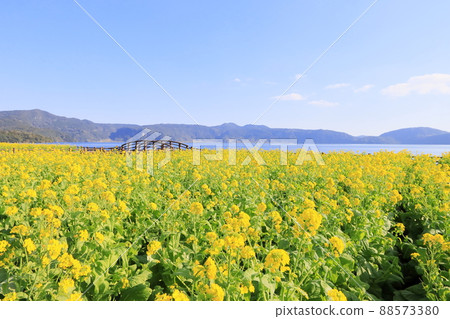 Rape field in Ibusuki 88573380