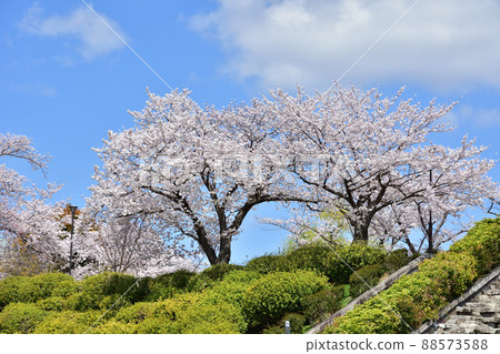 大阪池田水月公園的櫻花 88573588
