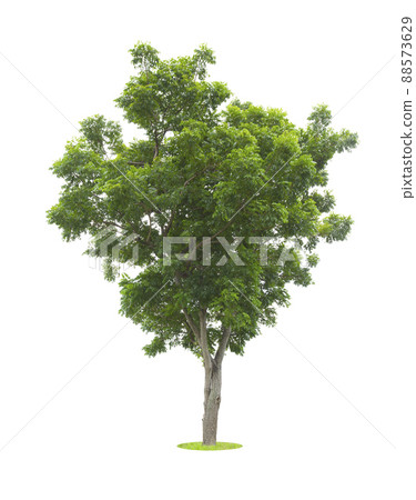 The Single Tree isolated on white background, With Clipping path. 88573629