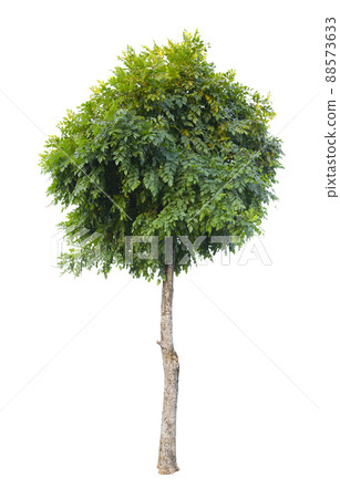 Single Tree isolated on white background, With Clipping path. Single Tree isolated on white background, With Clipping path. 88573633