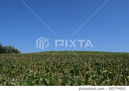 Corn field Corn field 88574061