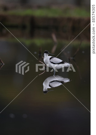 Pied avocet 留意周圍環境 Pied avocet 留意周圍環境 88574305