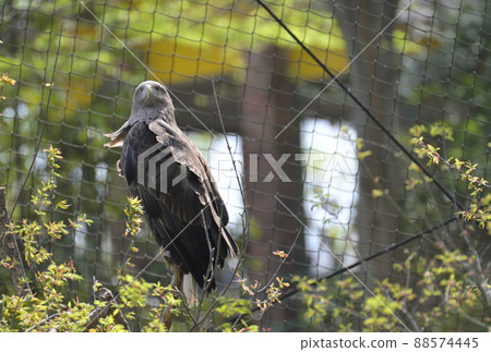 多摩動物園的白尾鷹 88574445
