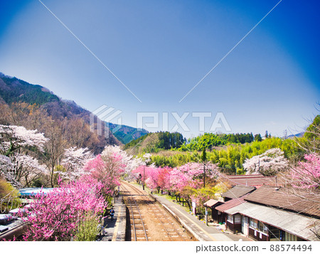 群馬縣渡瀨溪谷鐵路神戶站櫻花和花桃 群馬縣渡瀨溪谷鐵路神戶站櫻花和花桃 88574494