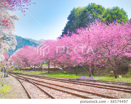 Gunma Prefecture Watarase Valley Railway Kobe Station Sakura and Hanamomo 88574497