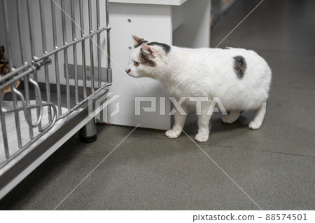 A young homeless cat walks in an animal shelter 88574501