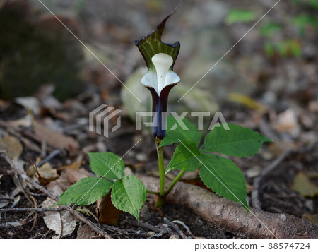 Cute spring mountains Cute spring mountains 88574724