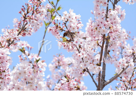 櫻花和麻雀 88574730