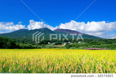 活火山淺間山和秋天的稻田[改良版] 88574865