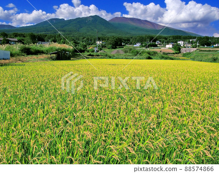 活火山淺間山和秋天的稻田[改良版] 88574866