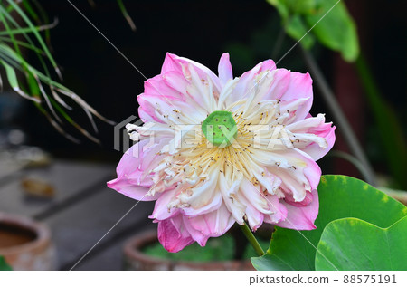 Thai lotus flower in full bloom Thai lotus flower in full bloom 88575191