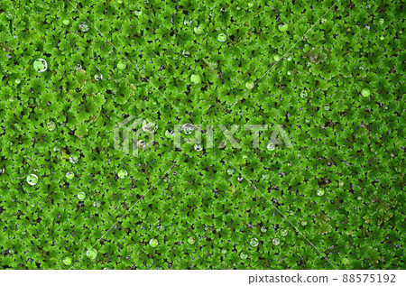 Close up Azolla background 88575192