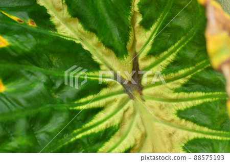 colocasia white lava leaf background 88575193
