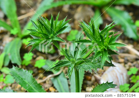 Culantro flower in garden 88575194