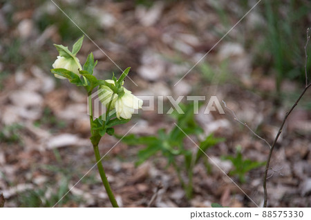 Christmas rose that blooms quietly in the meadow 88575330