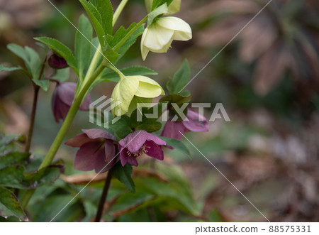 Christmas rose that blooms quietly in the meadow Christmas rose that blooms quietly in the meadow 88575331
