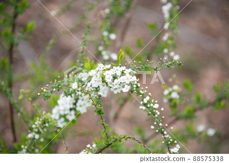 陽光下閃耀的繡線菊 88575338