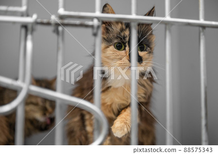 Young homeless cat in an animal shelter. Portrait of homeless kitty 88575343