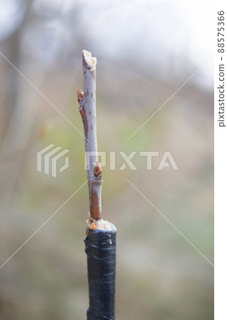trees renovation 88575366
