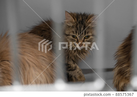 Young homeless cat in an animal shelter. Portrait of homeless kitty Young homeless cat in an animal shelter. Portrait of homeless kitty 88575367