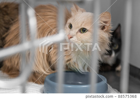Young homeless cat in an animal shelter. Portrait of homeless kitty 88575368