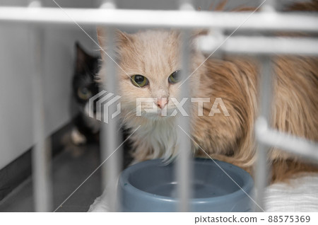 Young homeless cat in an animal shelter. Portrait of homeless kitty Young homeless cat in an animal shelter. Portrait of homeless kitty 88575369