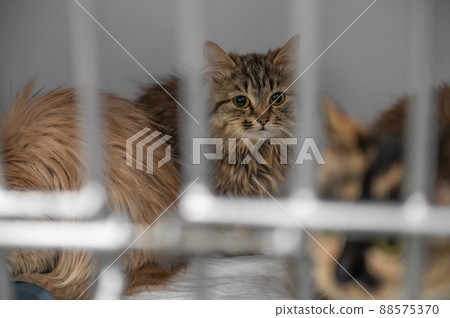 Young homeless cat in an animal shelter. Portrait of homeless kitty Young homeless cat in an animal shelter. Portrait of homeless kitty 88575370