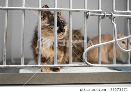 Young homeless cat in an animal shelter. Portrait of homeless kitty Young homeless cat in an animal shelter. Portrait of homeless kitty 88575371