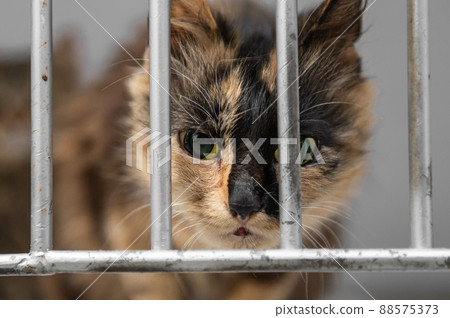 Young homeless cat in an animal shelter. Portrait of homeless kitty Young homeless cat in an animal shelter. Portrait of homeless kitty 88575373