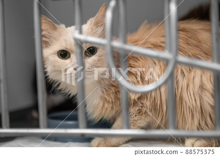Young homeless cat in an animal shelter. Portrait of homeless kitty 88575375