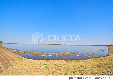 A large number of silver carp corpses floating in Watarase Retarding Ground 88575523