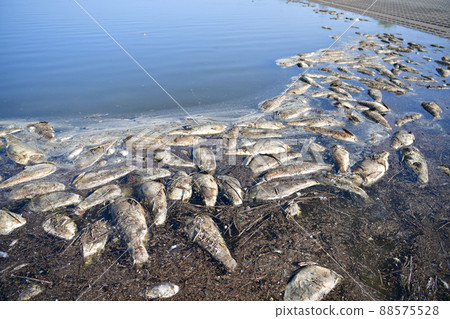 渡良瀨緩行場上漂浮著大量的鰱魚屍體 渡良瀨緩行場上漂浮著大量的鰱魚屍體 88575528