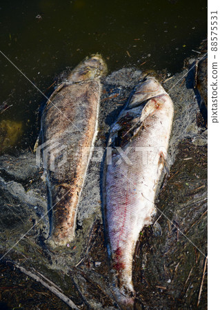 渡良瀨緩行場上漂浮著大量的鰱魚屍體 88575531