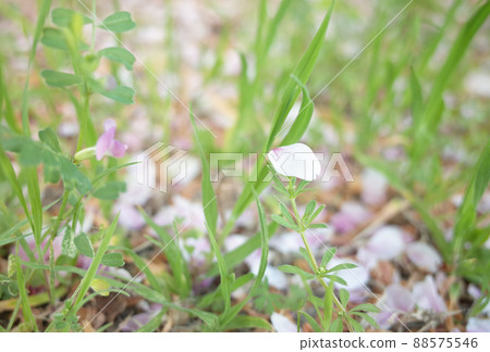 Petals with scattered cherry blossoms Petals with scattered cherry blossoms 88575546