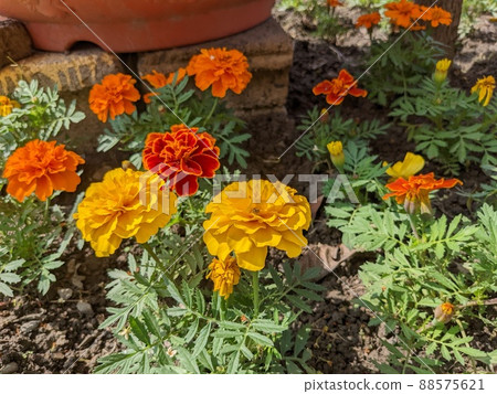 Malachite Marigold 88575621