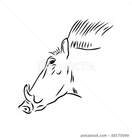 Black and white vector line drawing of a Warthog Black and white vector line drawing of a Warthog 88575699