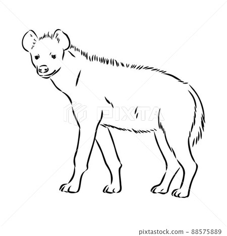 Graphical vintage sketch of hyena ,vector illustration Graphical vintage sketch of hyena ,vector illustration 88575889
