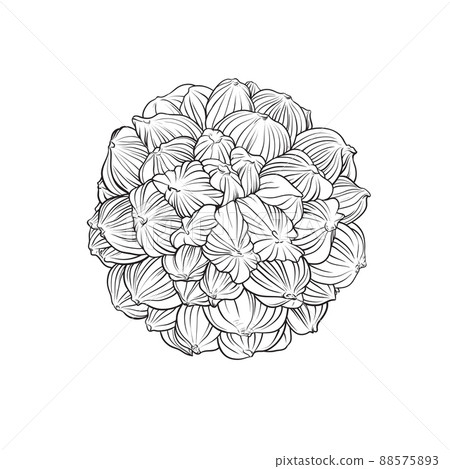 Nypa palm fruit Hand drawn 88575893