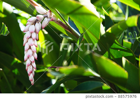 Okinawa moon peach flower 88575976