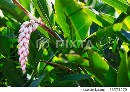 Okinawa moon peach flower 88575979