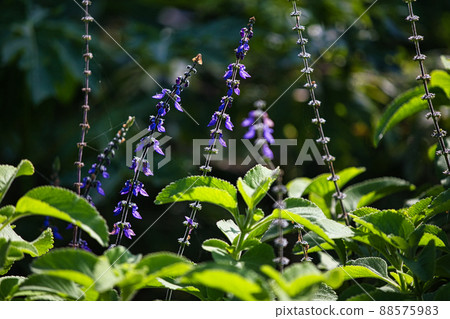 Mangelicon flower Mangelicon flower 88575983