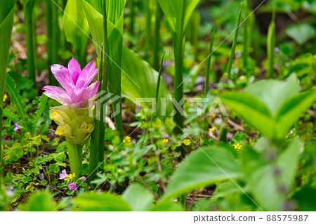 turmeric flower turmeric flower 88575987