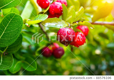 Fresh organic acerola cherries Thai fruit or acerola cherry on a tree with water droplets. 88576106