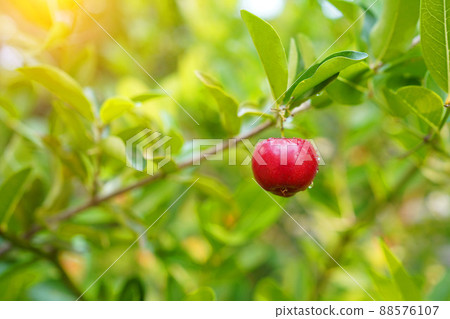 Fresh organic acerola cherries Thai fruit or acerola cherry on a tree with water droplets. 88576107