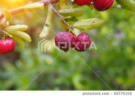 Fresh organic acerola cherries Thai fruit or acerola cherry on a tree with water droplets. 88576108