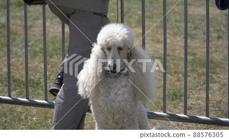 Sitting in the street of the royal poodle with white fur 88576305