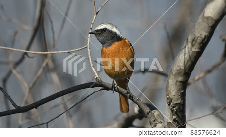 Daurian Redstart的丈夫(春天的形象)16:9 Daurian Redstart的丈夫(春天的形象)16:9 88576624