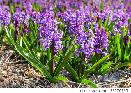 Purple close-up Hyacinth, field in Holland 88576785